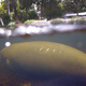 A manatee swimming in Florida.